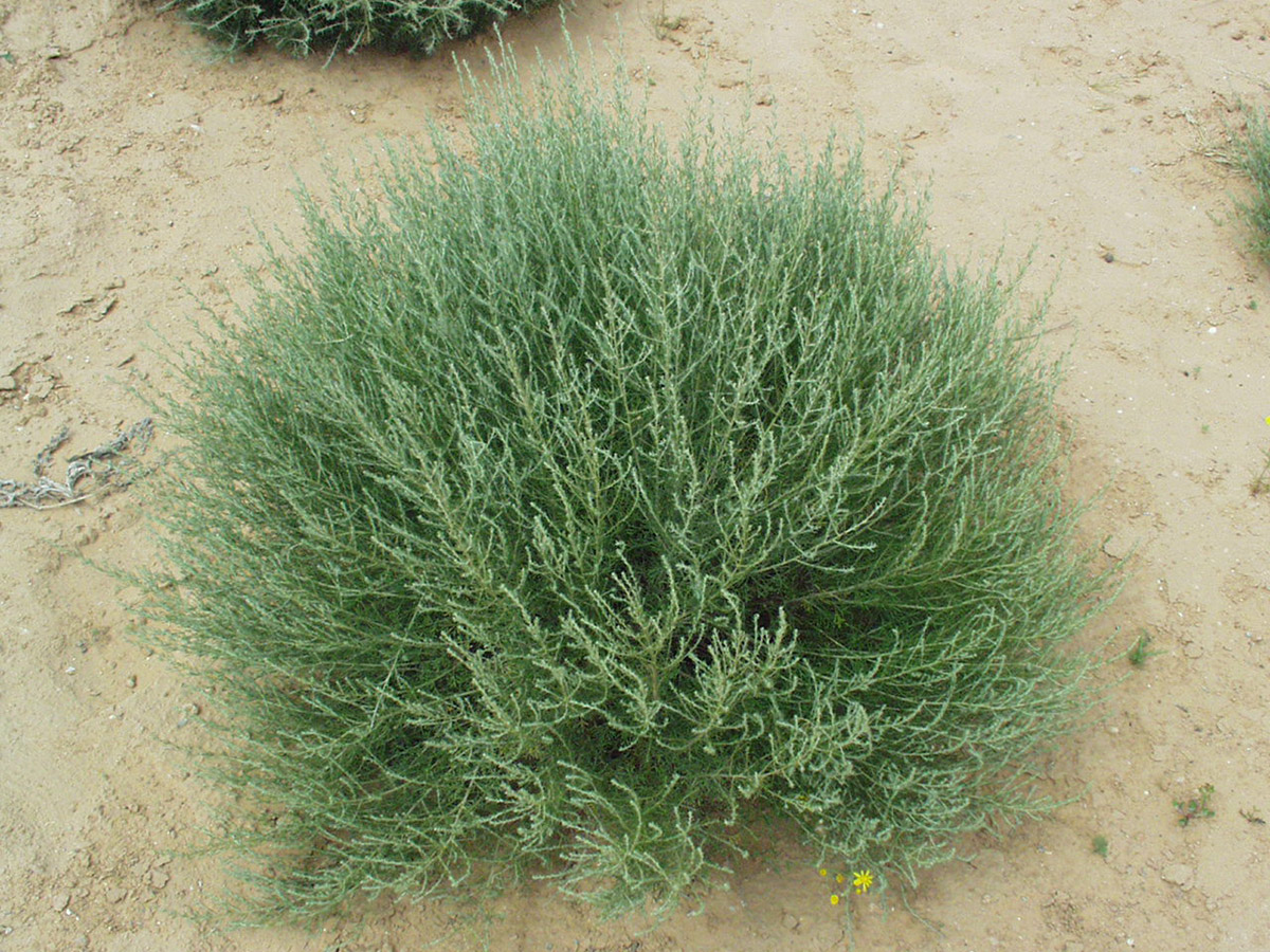 Artemisia herba-alba Asso - Photos de Mohamed Tarhouni