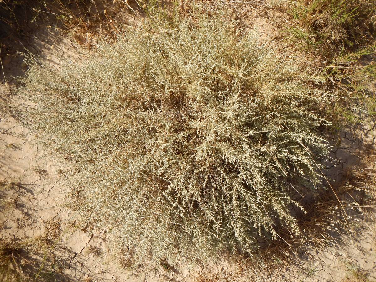 Artemisia herba-alba Asso - Photos de Mohamed Tarhouni