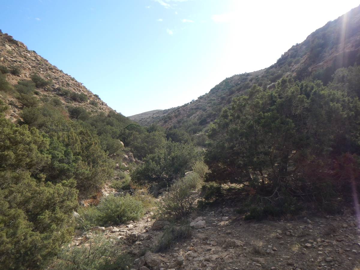 Juniperus phoenicea - Photos de Mohamed Tarhouni