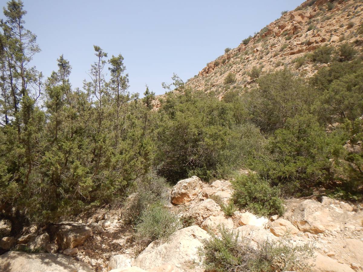 Juniperus phoenicea - Photos de Mohamed Tarhouni