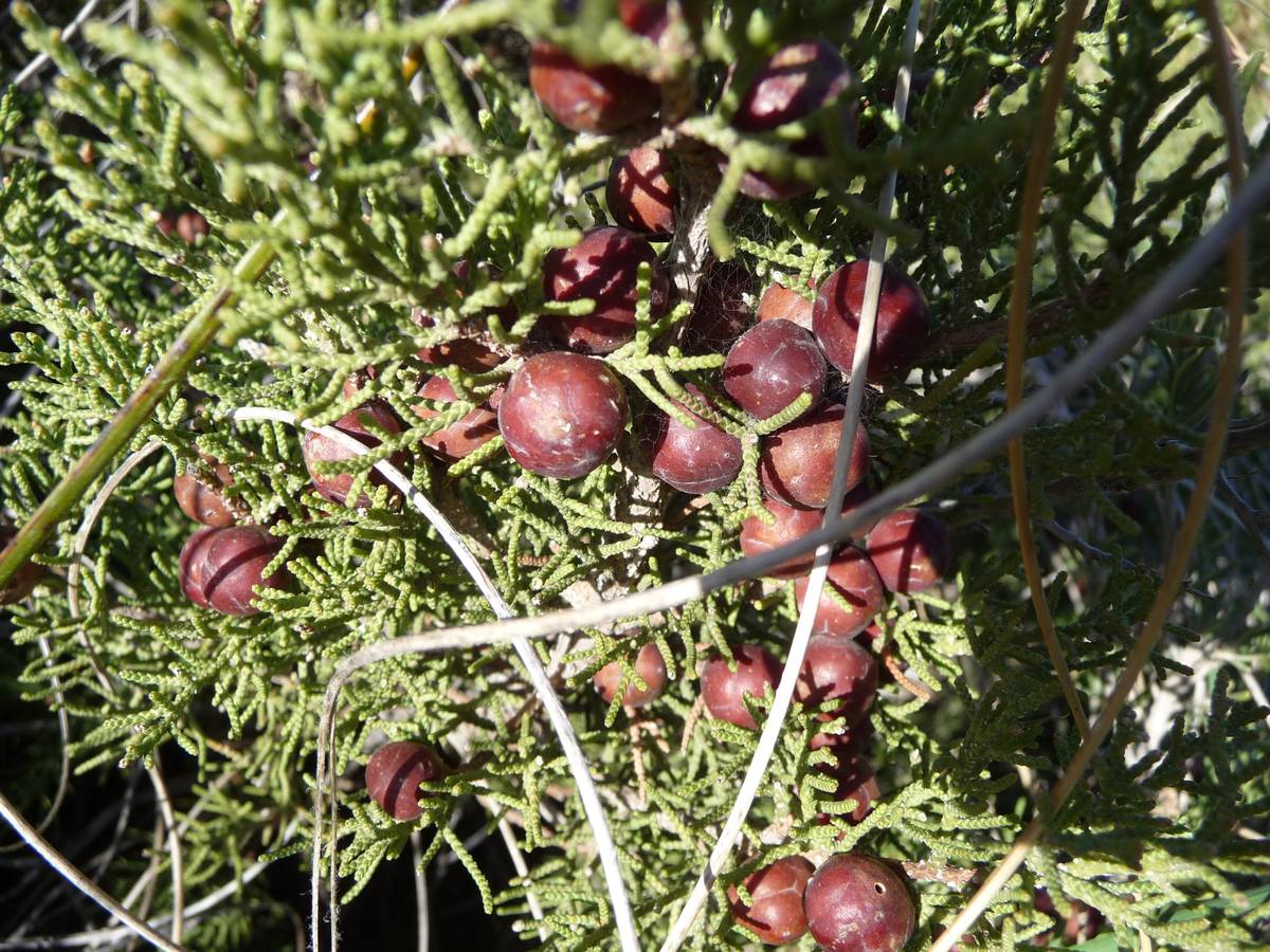 Juniperus phoenicea - Photos de Mohamed Tarhouni