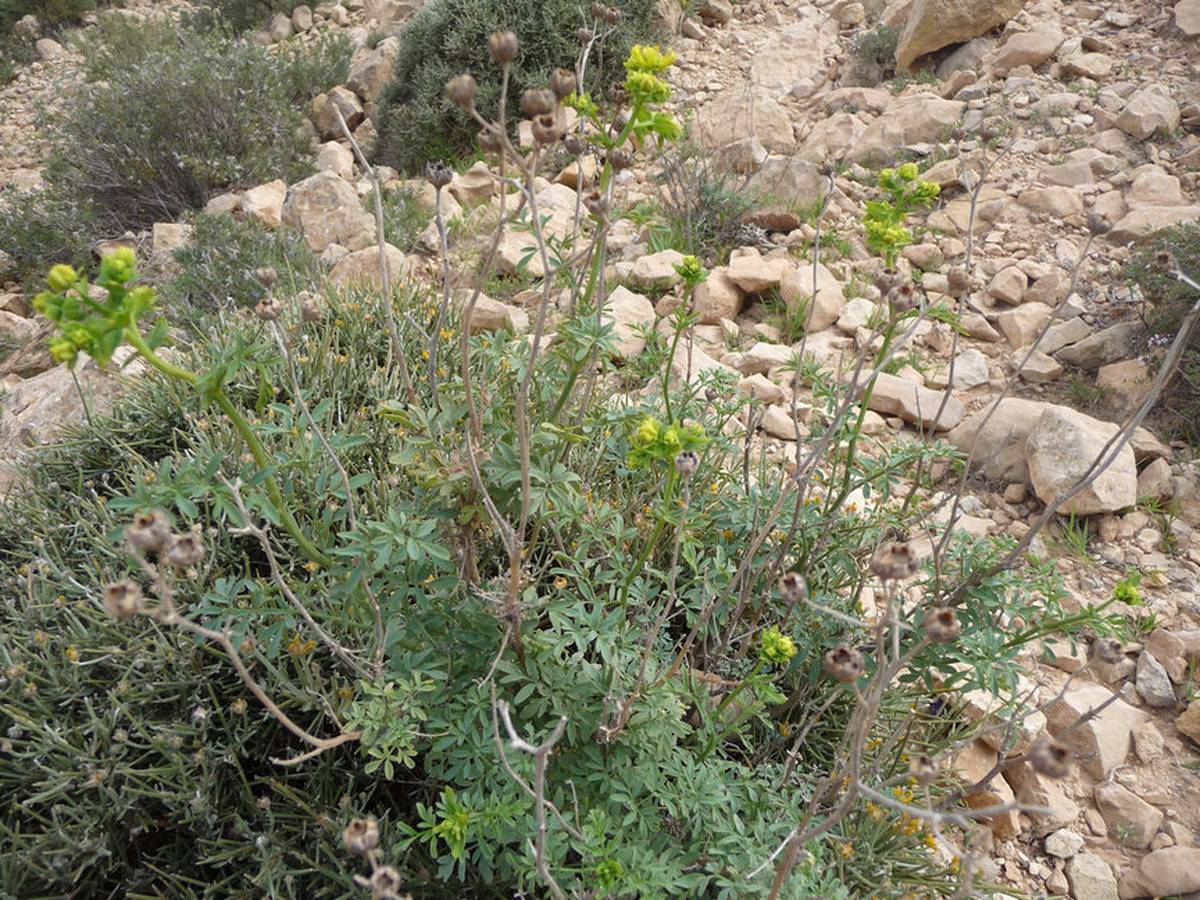 Ruta chalepensis L. - Photos de Mohamed Tarhouni