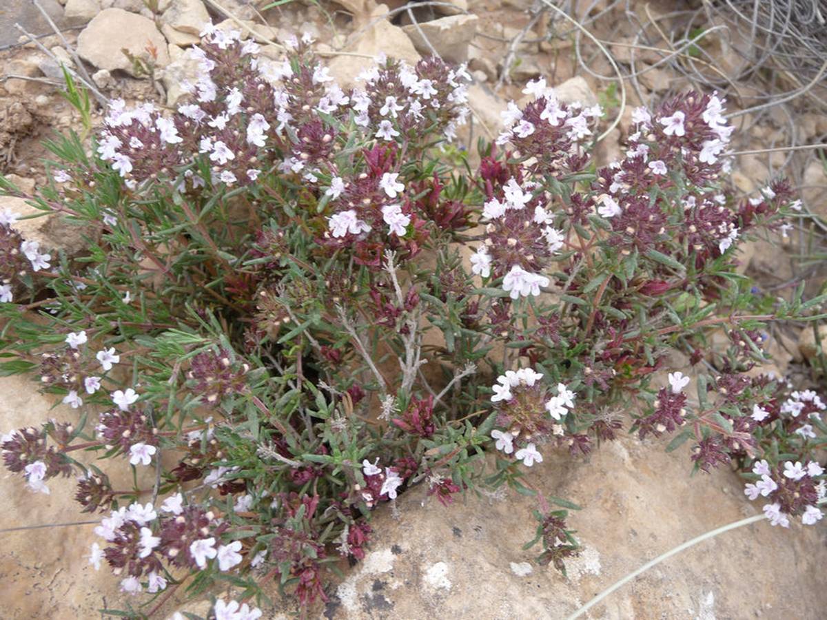 Thymus algeriensis - Photos de Mohamed Tarhouni