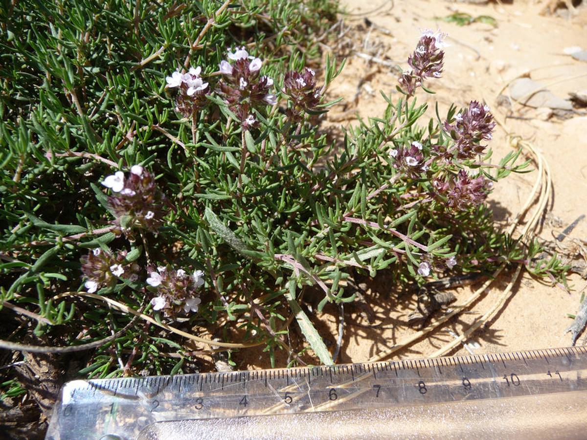 Thymus algeriensis - Photos de Mohamed Tarhouni