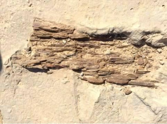 Forêt fossilisée - fragments de bois fossile